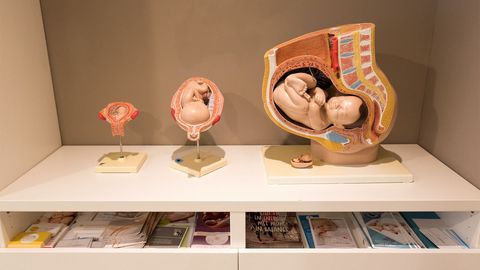 Anatomische modellen van zwangerschap en folders in de praktijk